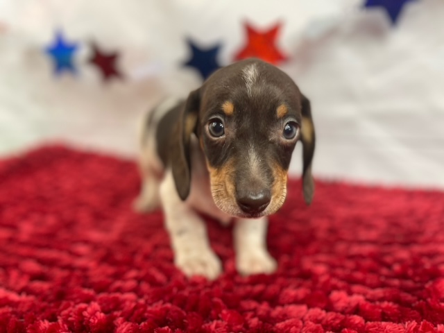 puppy, for, sale, Dachshund, Alisa  Breedlove, dog, breeder, Waynesville, MO, dog-breeder, puppy-for-sale, forsale, nearby, find, puppyfind, locator, puppylocator, aca